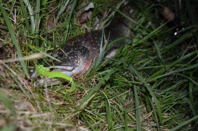 DSC_0722.JPG