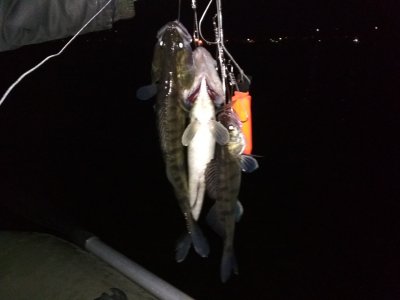 IMG_20171110_165223.jpg