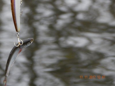 DSCN6042 800.jpg