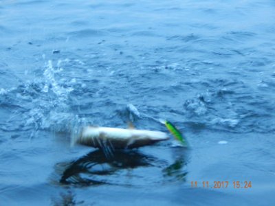 DSCN6058 800.jpg