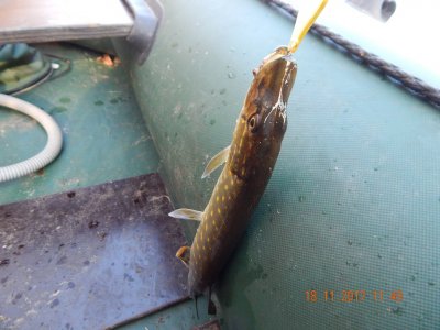 DSCN6121 800.jpg