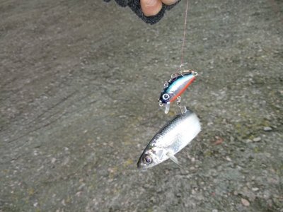 DSC_0237.JPG