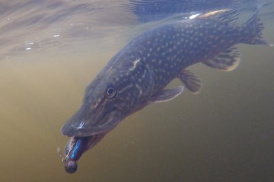 Underwater.JPG