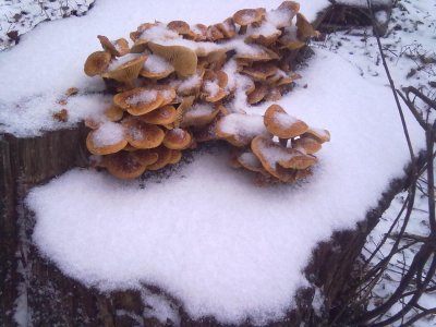 23122017268[1].jpg