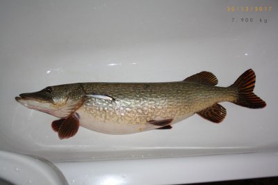 Pike_01.jpg