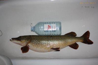 Pike_02.jpg