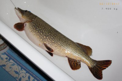 Pike_03.jpg