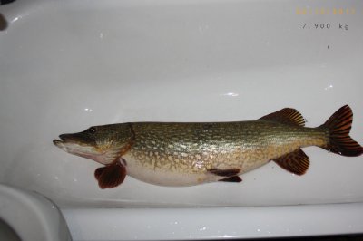 Pike_04.jpg