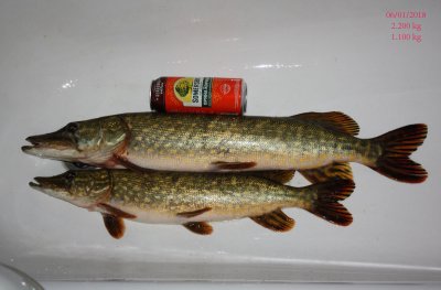 Pike_06-01.jpg