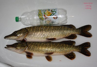 Pike_10_01_2018.jpg
