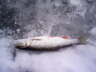 IMG0995A.jpg