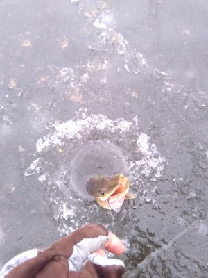 IMG_20180211_110950.jpg