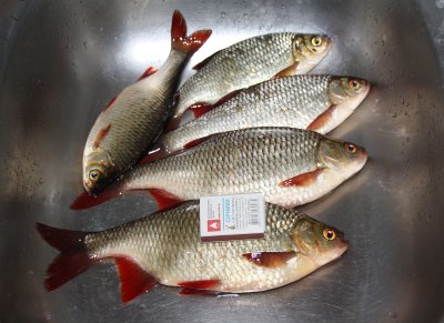 Fish_two.jpg