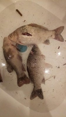 IMG_20180506_200938_753.jpg