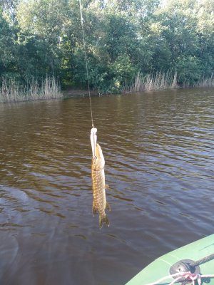 IMG_20180525_074524.jpg