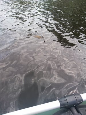 IMG_20180525_122959.jpg