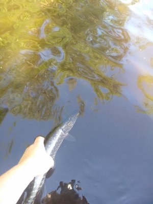 IMG_20180525_081107.jpg