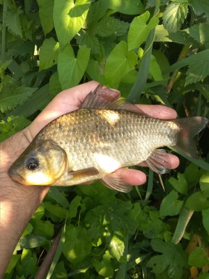 IMG_20180712_084104.jpg