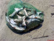 DSC00804.jpg