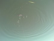 DSC00546.JPG