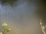 Img_0009.jpg