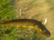 DSC00549.jpg