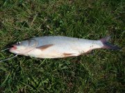 DSC01098.JPG