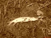 DSC00055.JPG