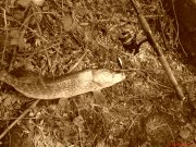 DSC00056.JPG