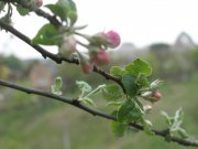 IMG_1661.jpg