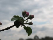 IMG_1663.jpg