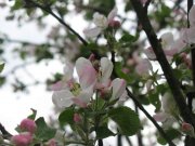 IMG_1677.jpg