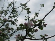 IMG_1676.jpg