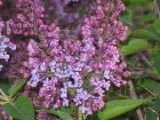 IMG_1719.jpg