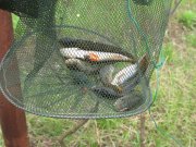 IMG_1654.jpg