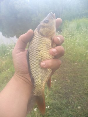 IMG_20180718_093523.jpg