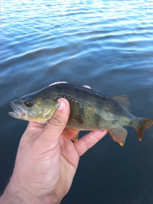IMG_20180730_071155.jpg