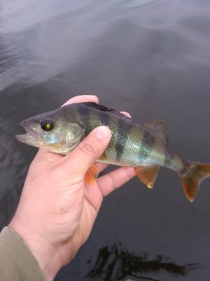 IMG_20180729_063346.jpg