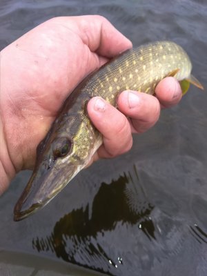 IMG_20180729_110715.jpg