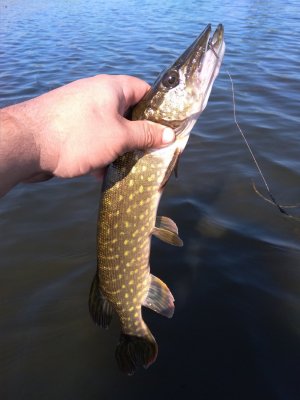 IMG_20180813_095254.jpg