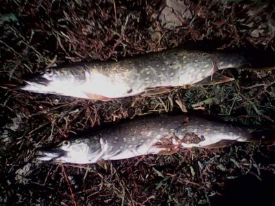 IMG1114A.jpg