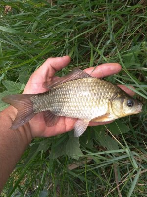IMG_20180904_114527.jpg