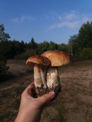 Красавцы.jpg
