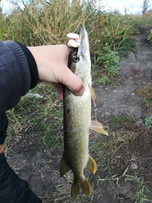 IMG_20181004_105032.jpg