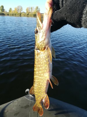 IMG_20181008_082012.jpg