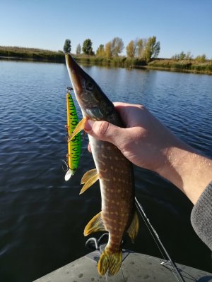 IMG_20181008_091821.jpg