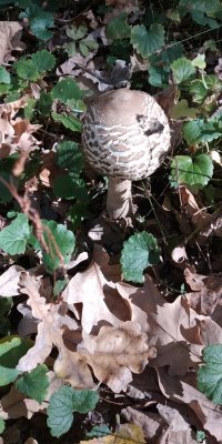 IMG_20181013_121012.jpg