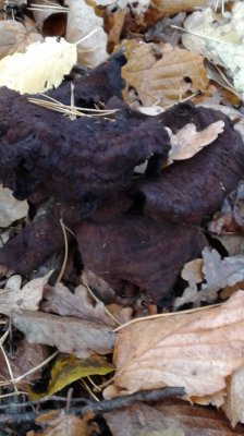 20181027_092835.jpg