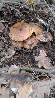 20181027_125416.jpg