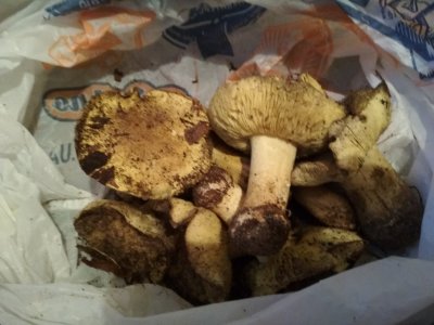 IMG_20181102_162329.jpg